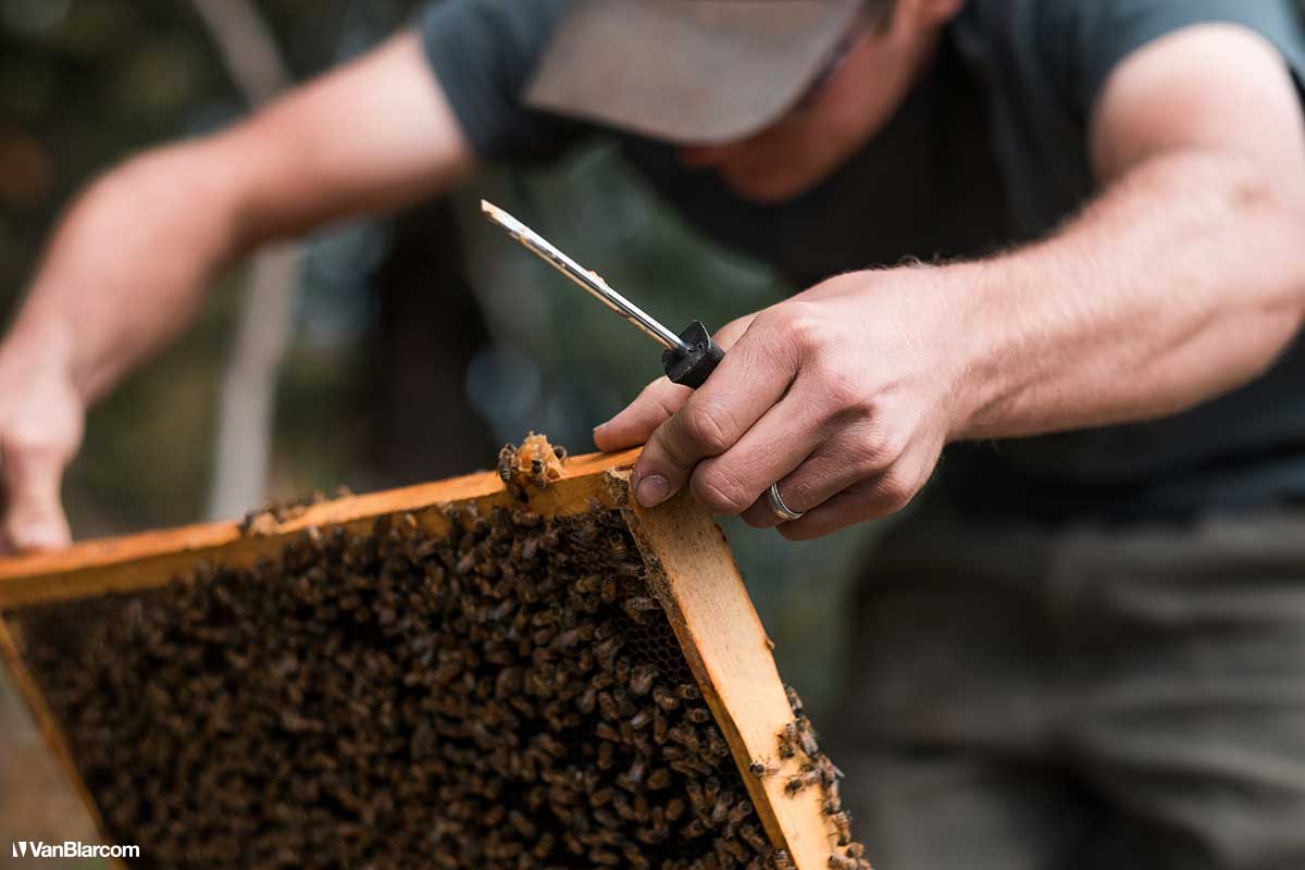 Peterson Farm Apiary