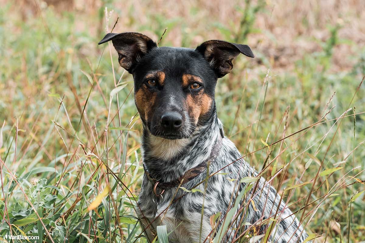 Peterson Farm Apiary